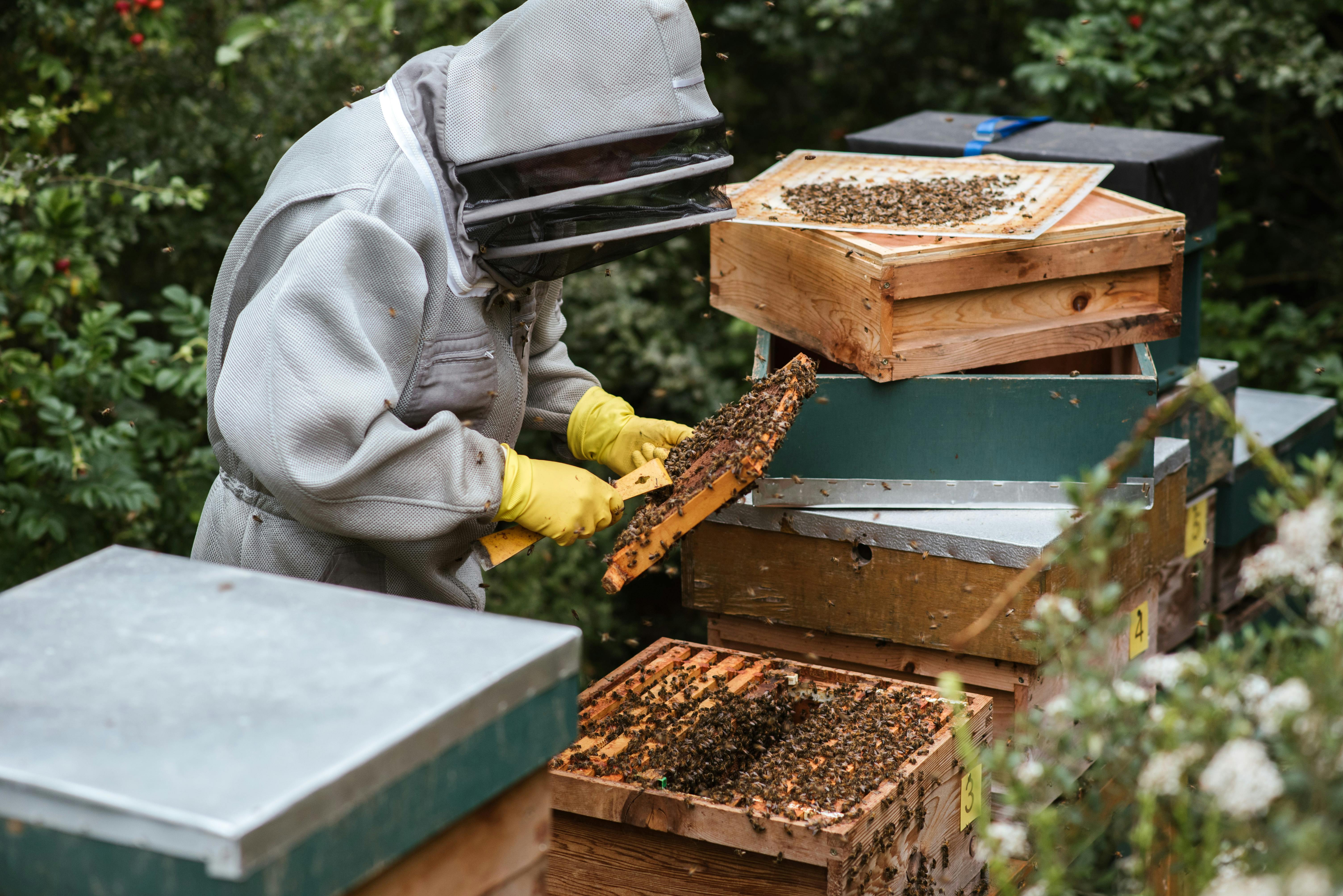 Exploring the Richness of Kerala Forest Honey Online
