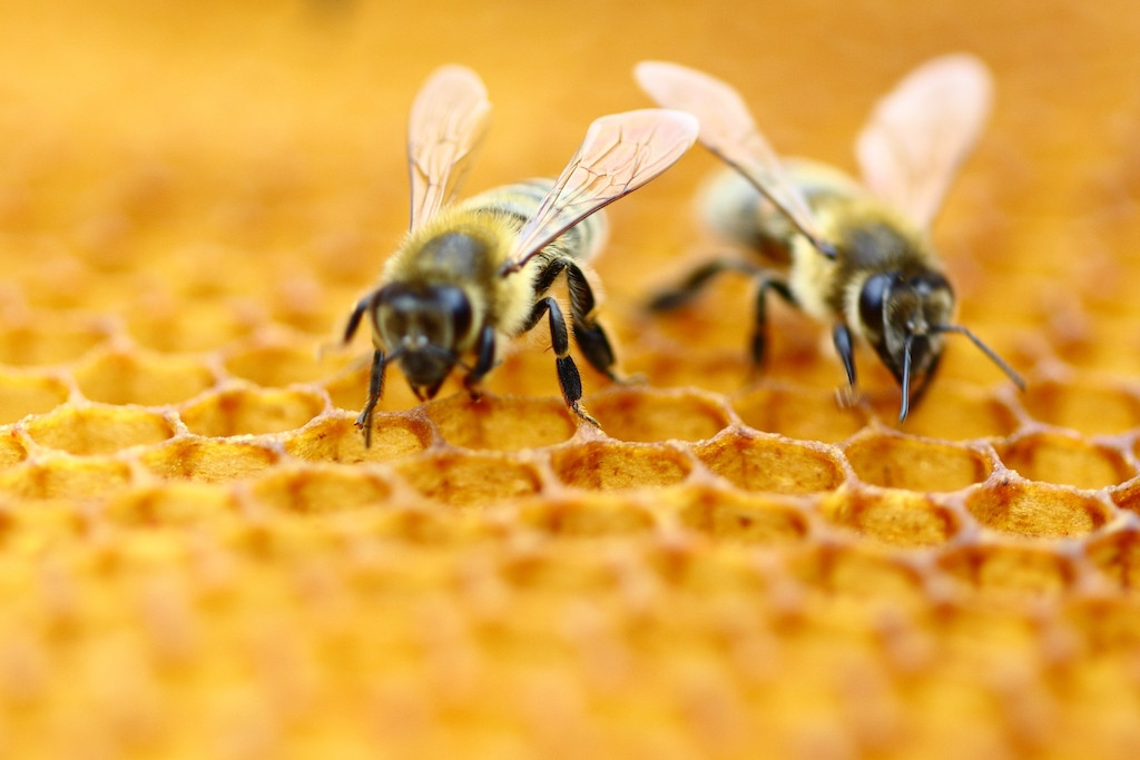 Finding the Delights of Kerala Forest Honey