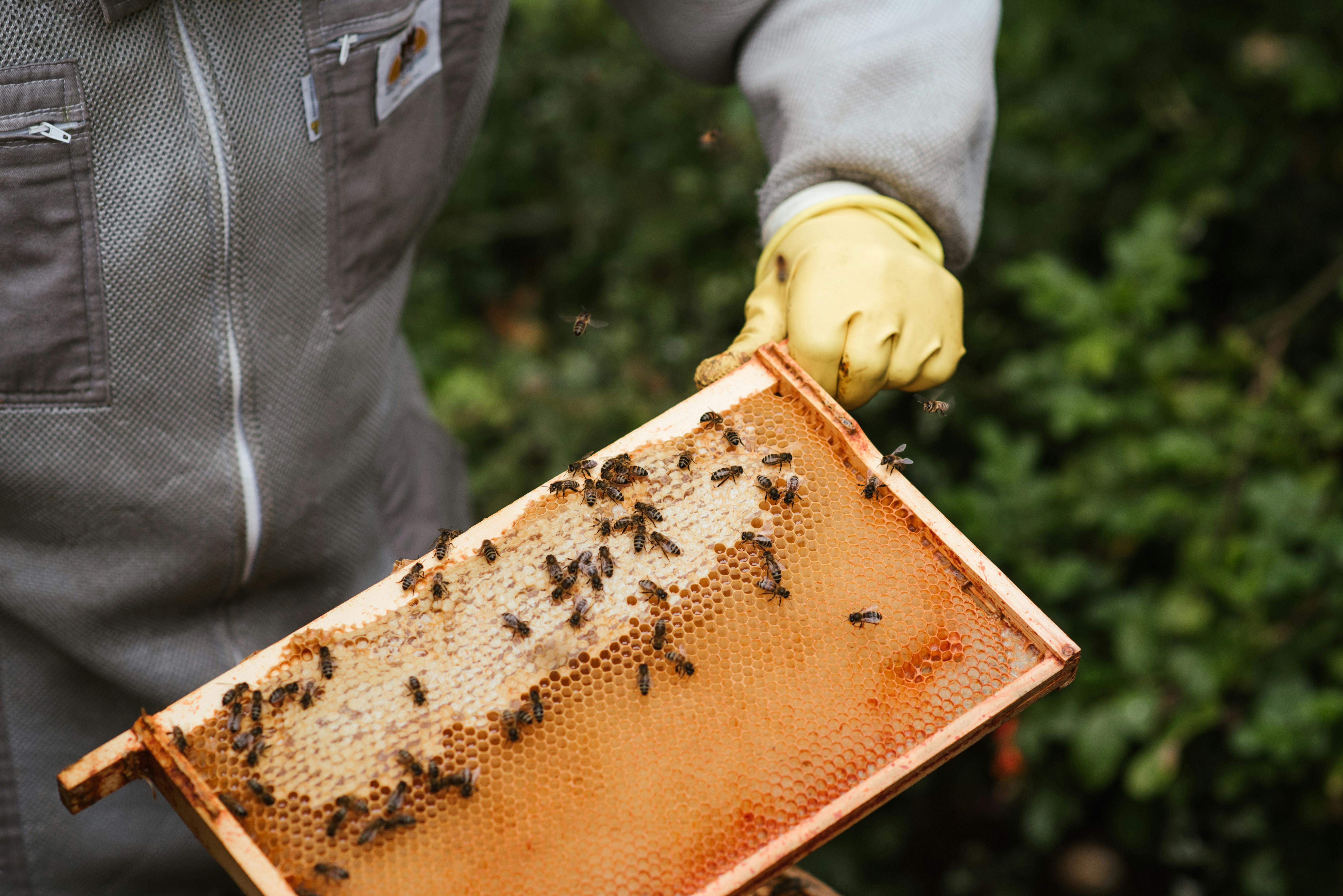 A Sweet Journey from Kerala the World's Best Honey